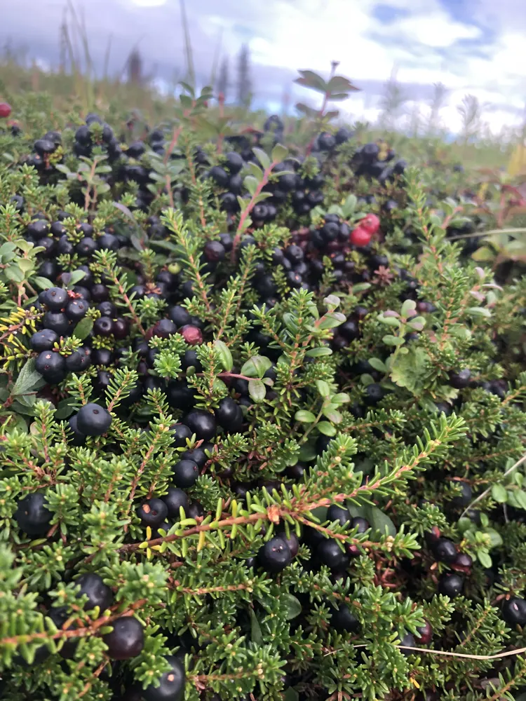 Crowberry Heaven